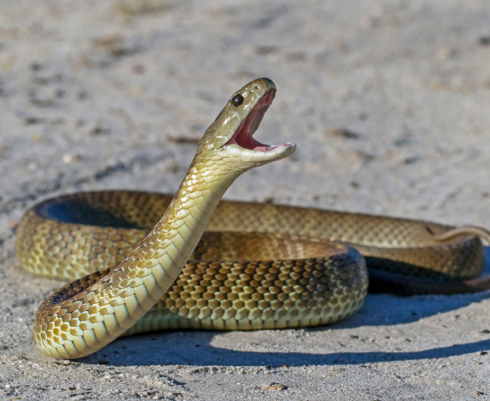 pest-control-bradford