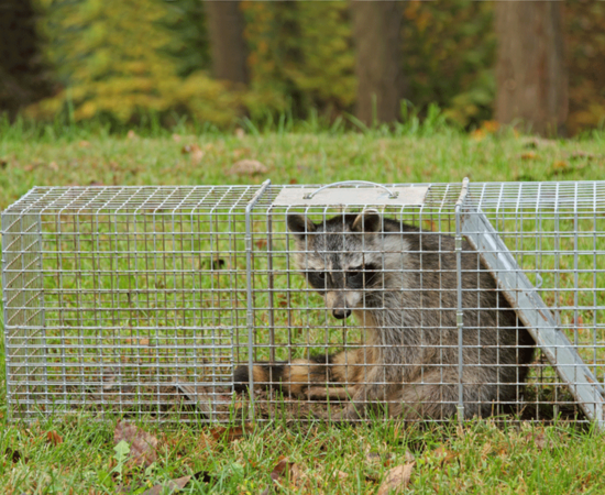 pest-control-bradford