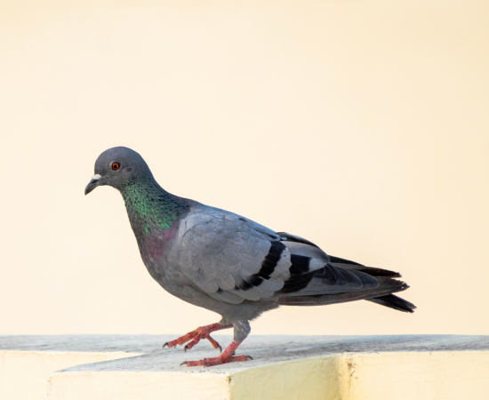 pest-control-bradford