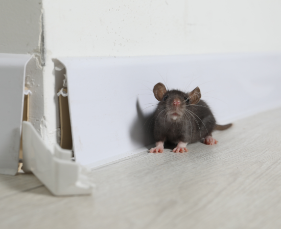 pest-control-newmarket