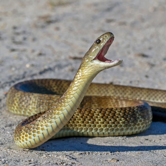 pest-control-for-snakes