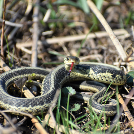 pest-control-for-snakes