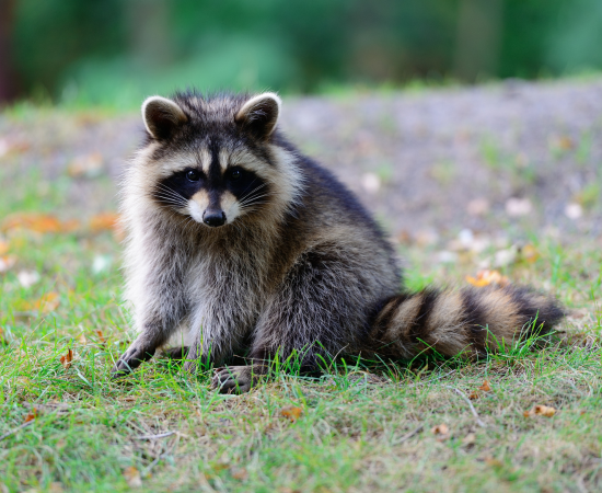 pest-control-bradford