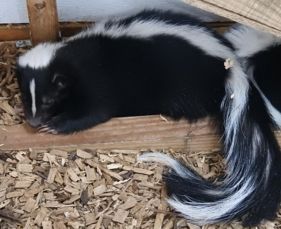 pest-control-bradford