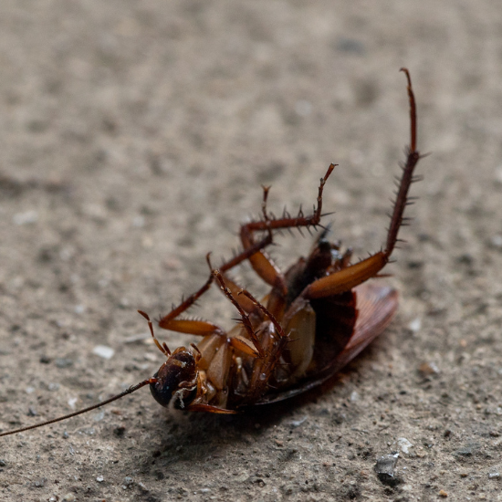 cockroach-pest-control