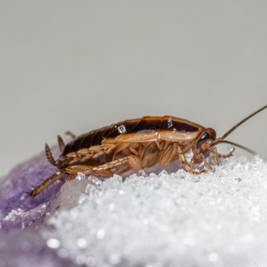 cockroach-pest-control