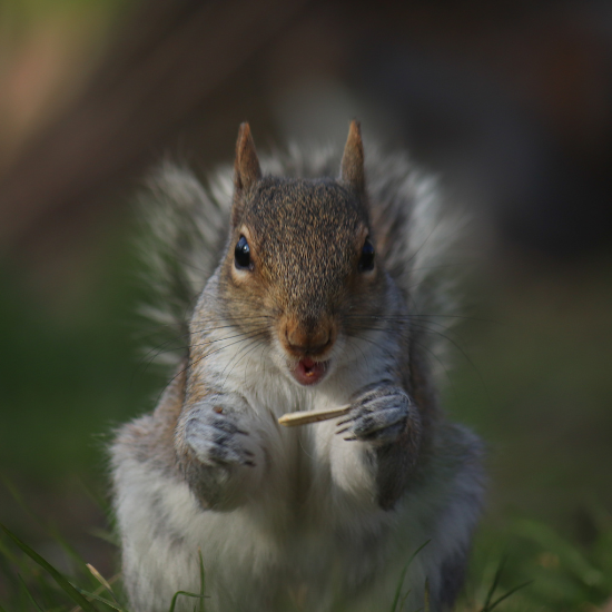 squirrel-pest-control