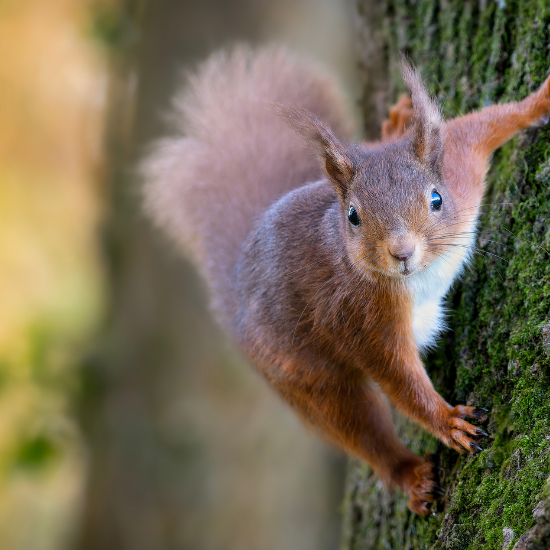 squirrel-pest-control