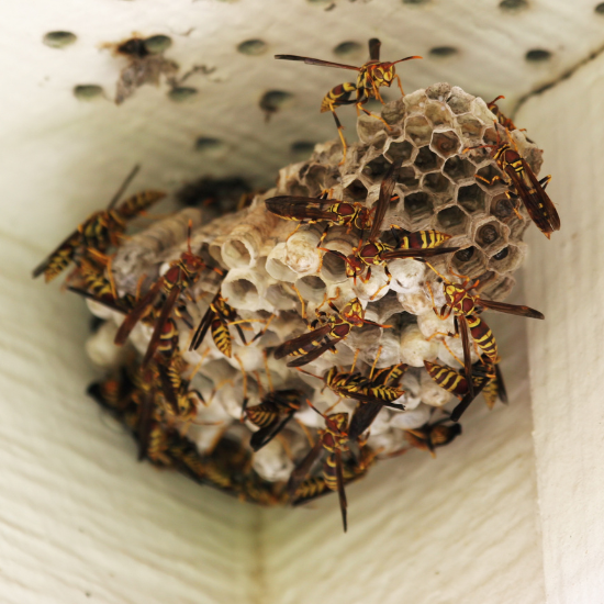wasp-pest-control
