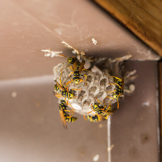 wasp-pest-control