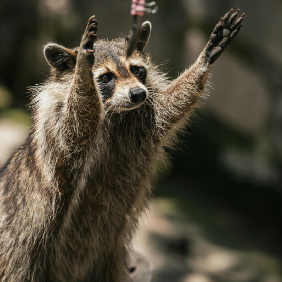 raccoon-pest-control