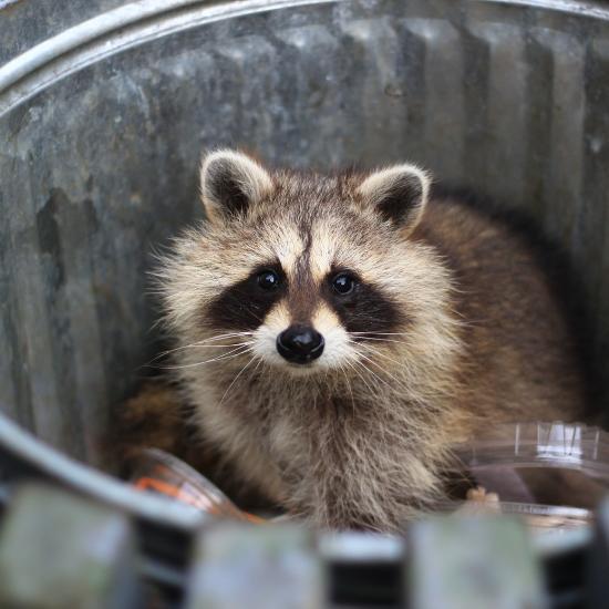 raccoon-pest-control