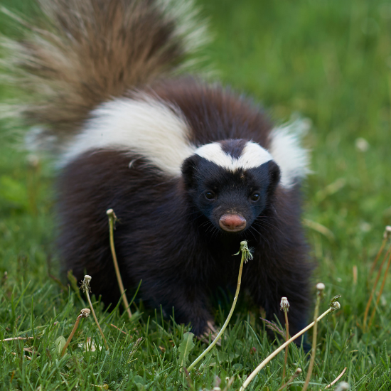 pest-control-skunk