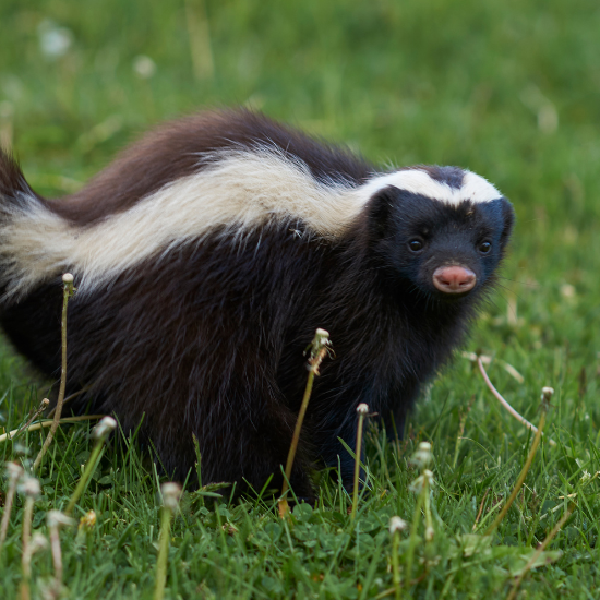 pest-control-skunk