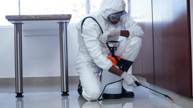 winter-pest-control-tips