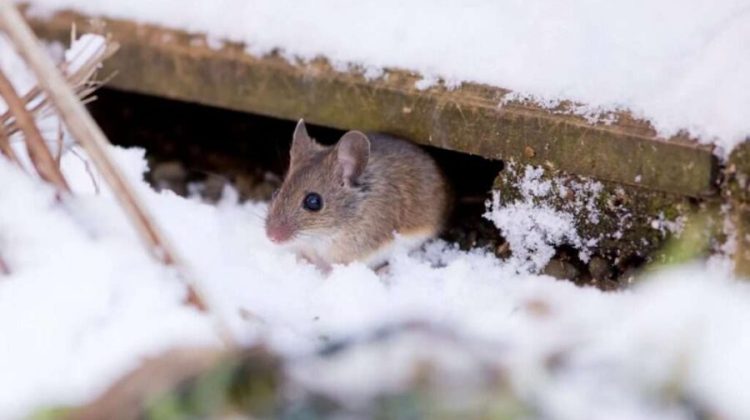 pests in winter Bradford