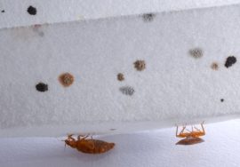 can-bed-bugs-live-inside-walls