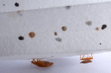 can-bed-bugs-live-inside-walls