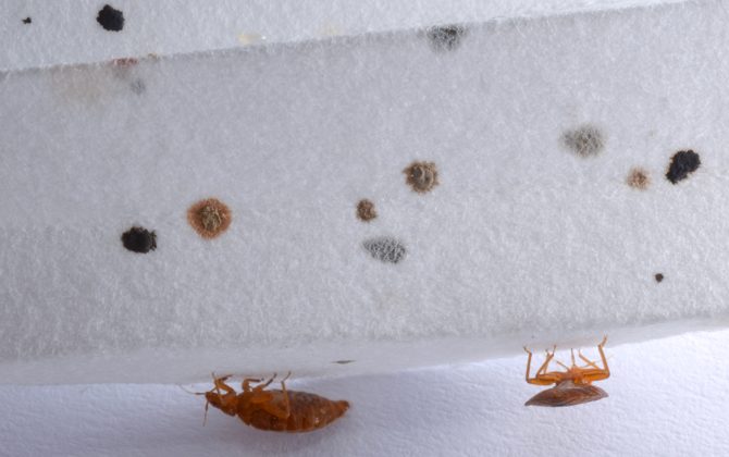 can-bed-bugs-live-inside-walls