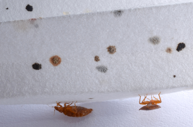 can-bed-bugs-live-inside-walls