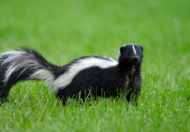 why do skunks spray