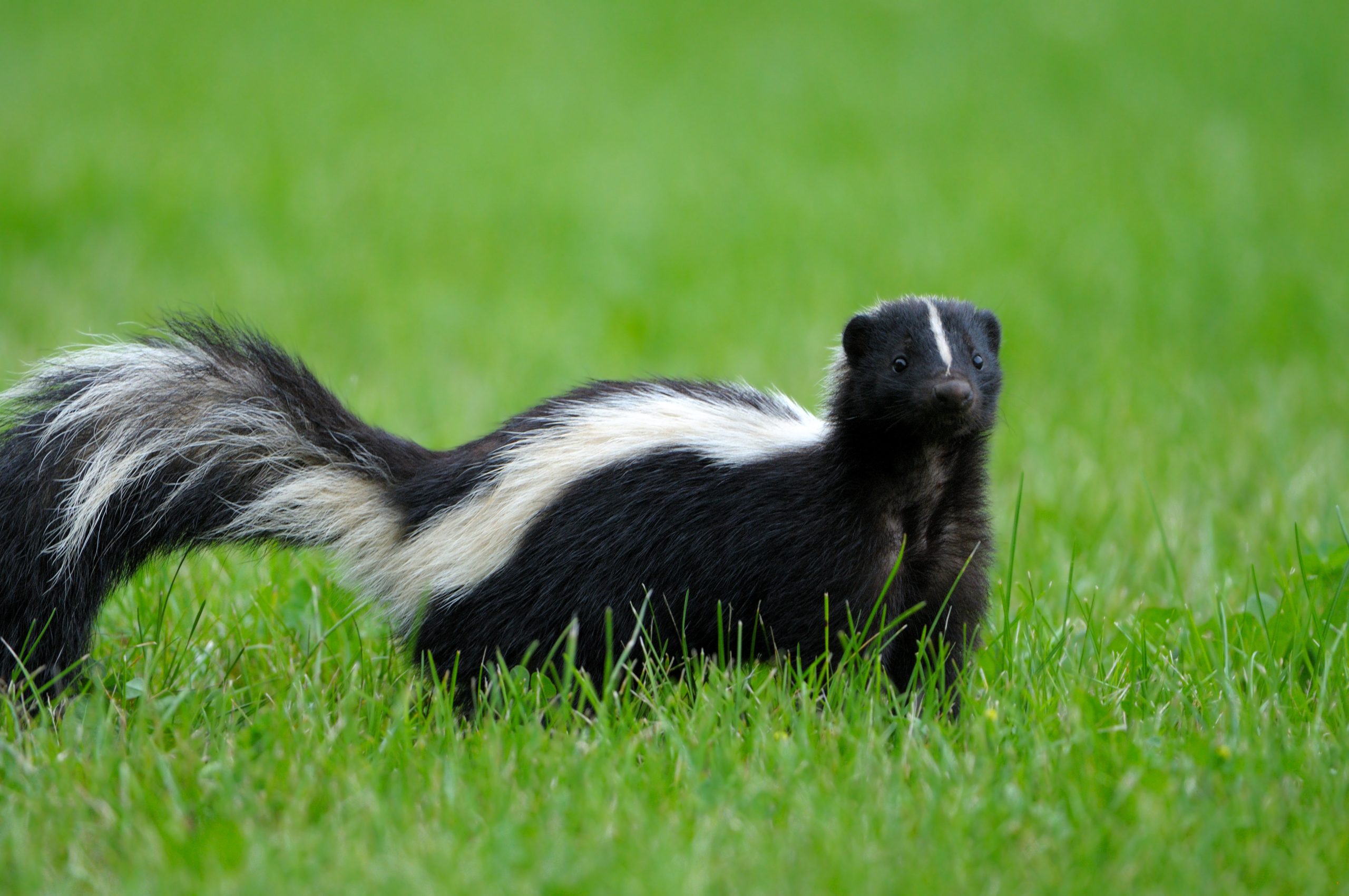 why do skunks spray
