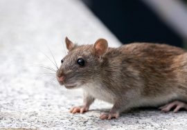 get rid of rats
