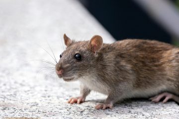 get rid of rats