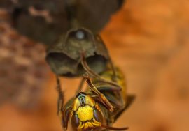 reliable wasp control solutions