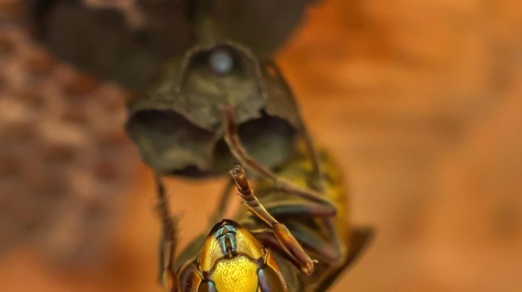 reliable wasp control solutions