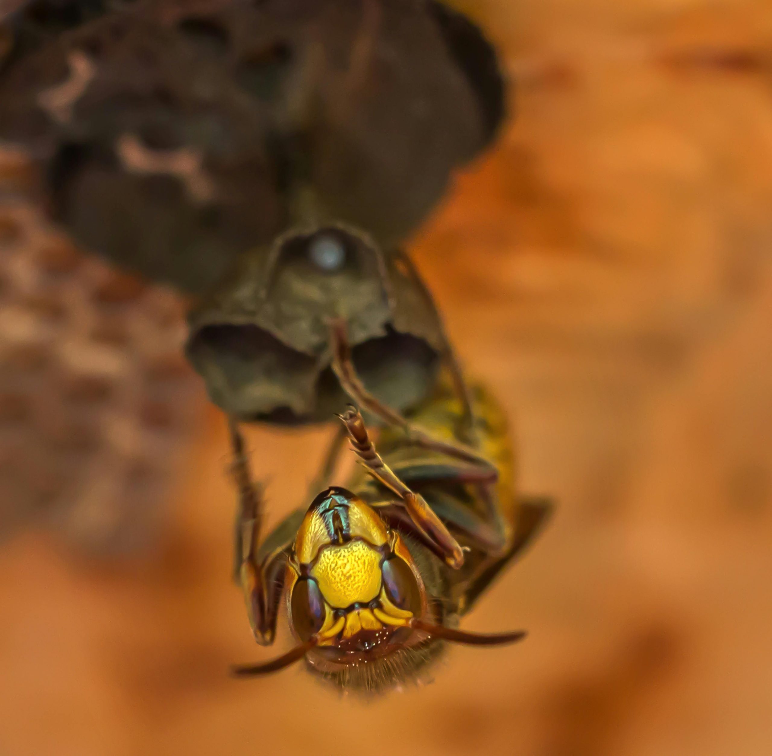 reliable wasp control solutions