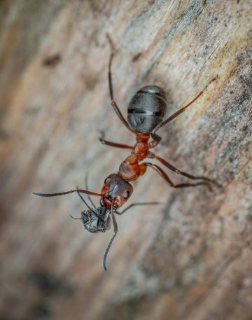 Inspect for Carpenter Ants