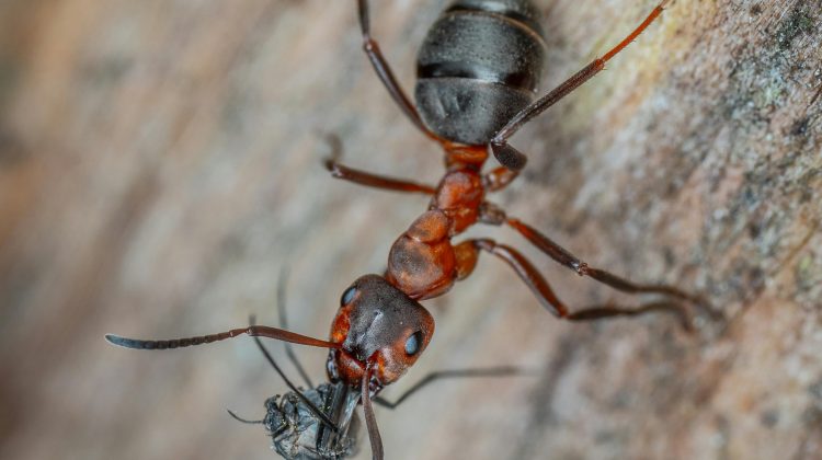 Inspect for Carpenter Ants