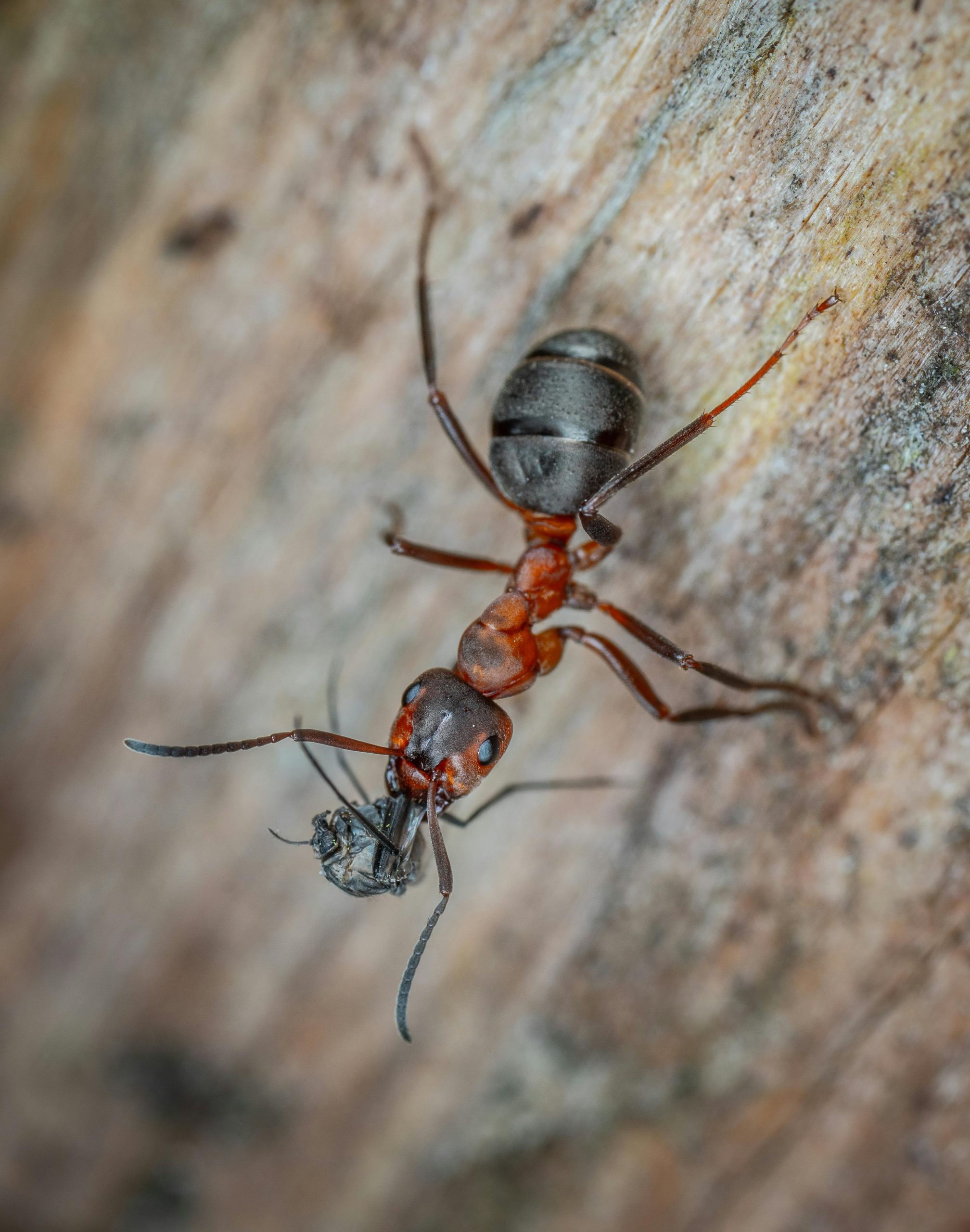 Inspect for Carpenter Ants