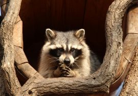 Raccoon Challenges in Brampton