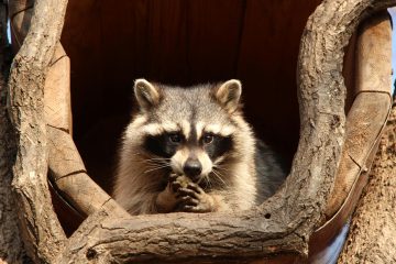 Raccoon Challenges in Brampton