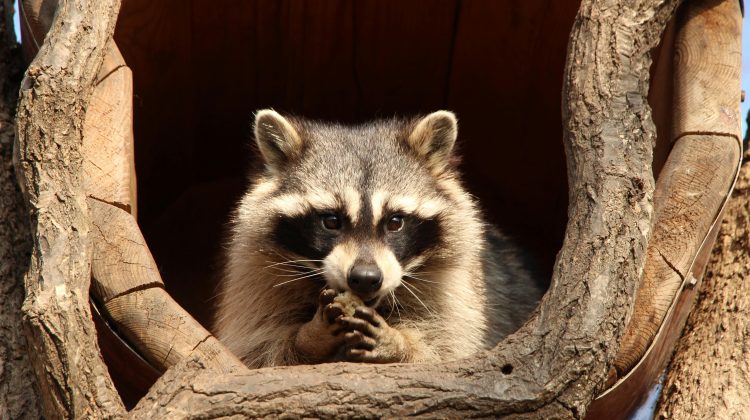 Raccoon Challenges in Brampton