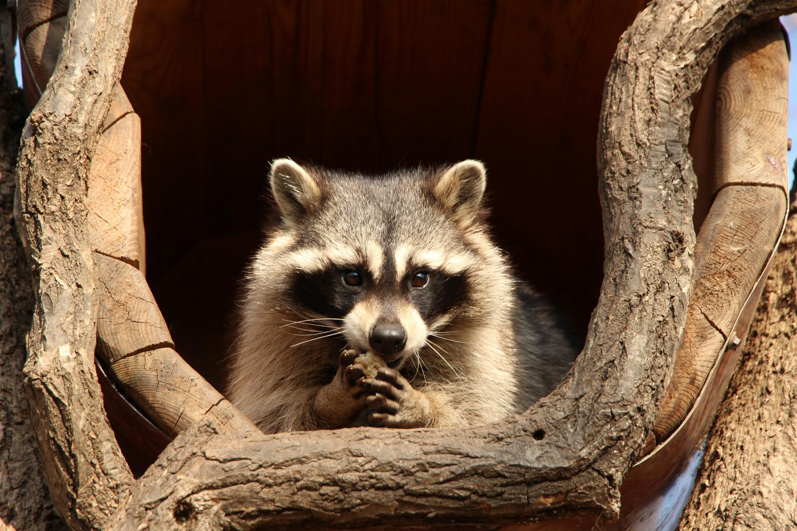 Raccoon Challenges in Brampton