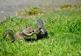 Why Smells Can Deter Squirrels