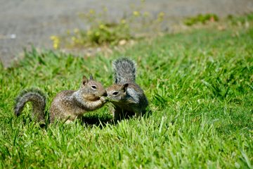 Why Smells Can Deter Squirrels