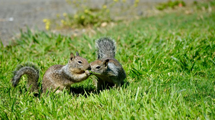 Why Smells Can Deter Squirrels