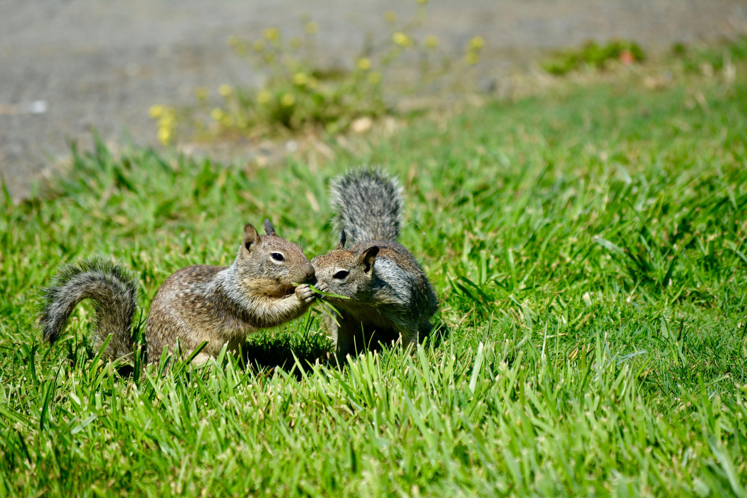 Why Smells Can Deter Squirrels