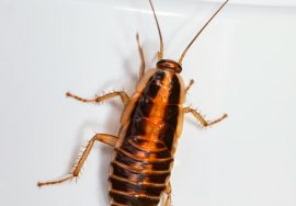 how to identify baby cockroaches