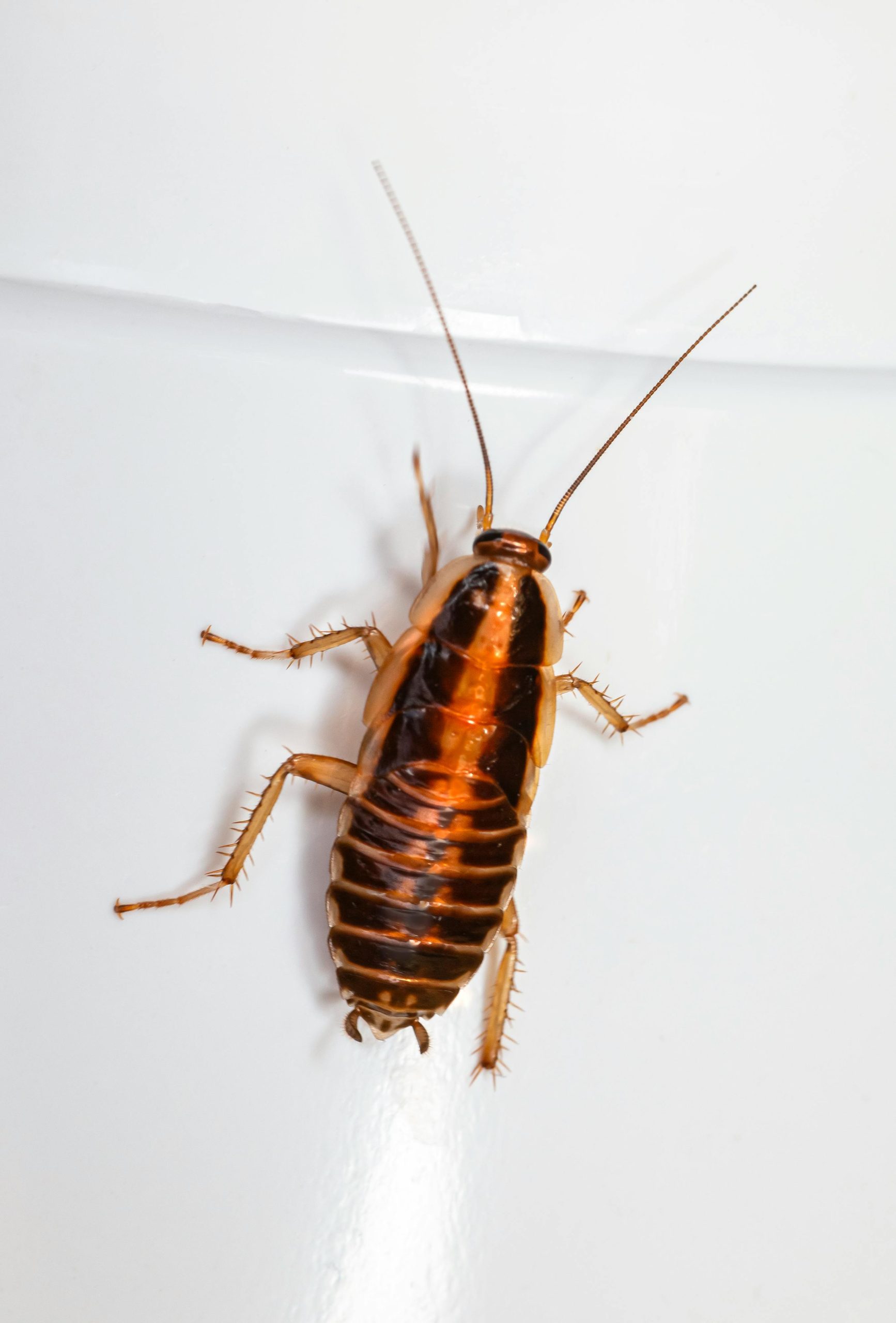 how to identify baby cockroaches