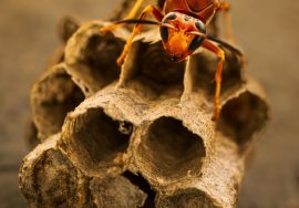 how to identify a wasp nest