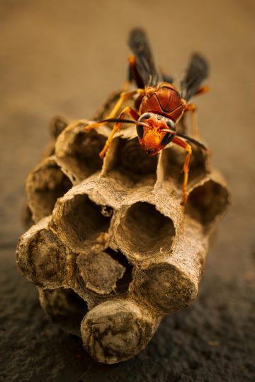 how to identify a wasp nest
