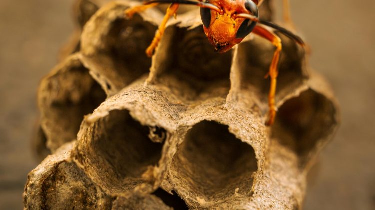 how to identify a wasp nest
