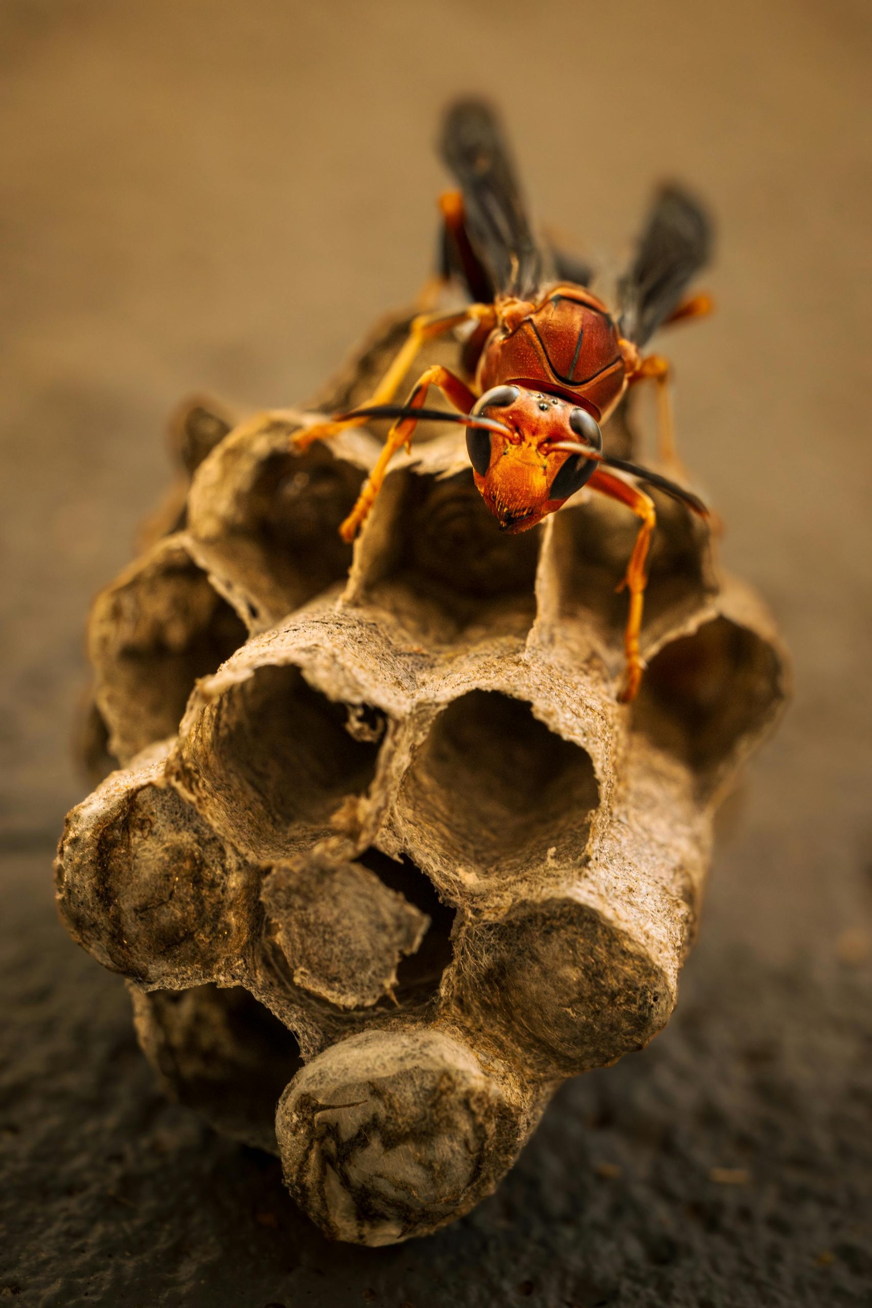 how to identify a wasp nest