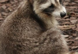 raccoon babies in attic what to do