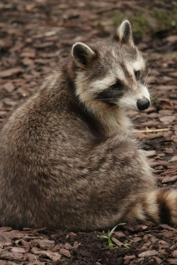 raccoon babies in attic what to do
